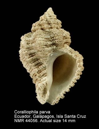 Coralliophila parva.jpg - Coralliophila parva(E.A.Smith,1877)